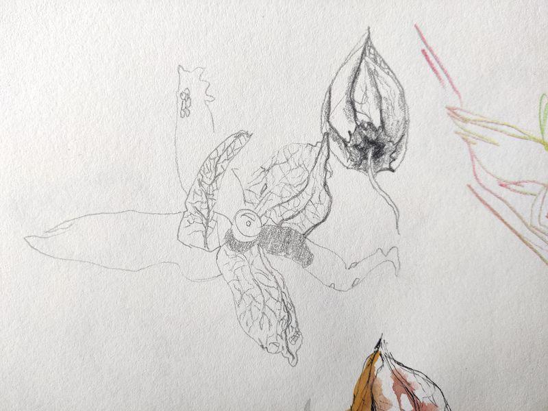 Croquis de physalis au crayon de papier, un ouvert, un fermé