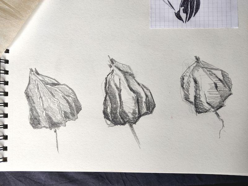 Trois dessins au crayon d'une même fleur de physalis fermée avec des essais d'ombrage différents (plus ou moins marqué, plus ou moins achuré)