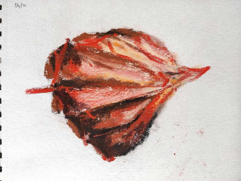 Dessin aux pastels d'une fleur de physalis fermée