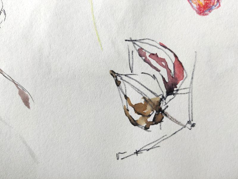 Deux physalis au feutre noir avec des touches d'aquarelle (marron pur l'un, rose pour l'autre)