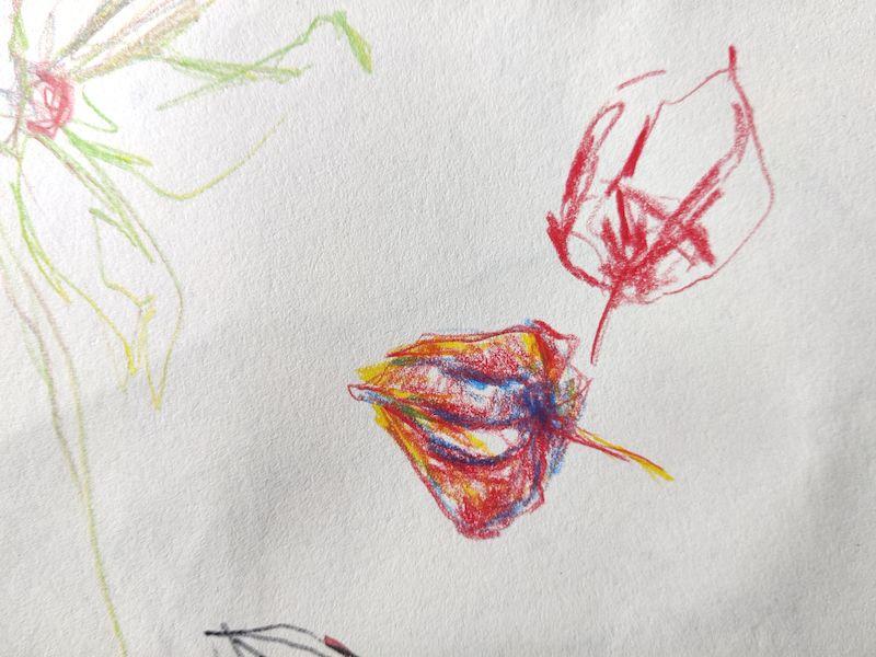 Croquis de physalis aux crayons de couleurs (un physalis rouge, un physalis rouge et bleu et jaune)