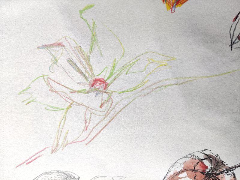 Esquisse de physalis au crayon multicolore (on aperçoit d'autres croquis)