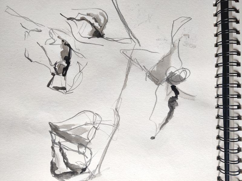Croquis de physalis au crayon avec réhauts à l'aquarelle noire