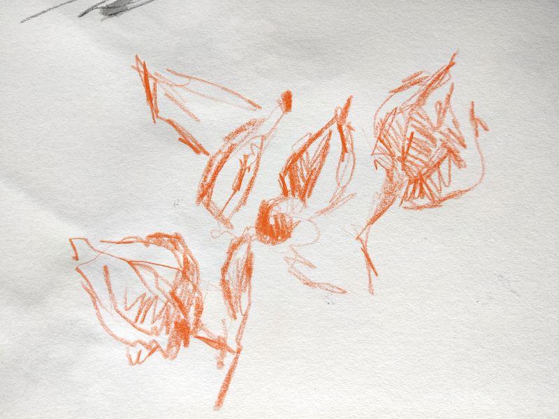 Croquis de physalis, ouverte et fermées, au crayon de couleur orange