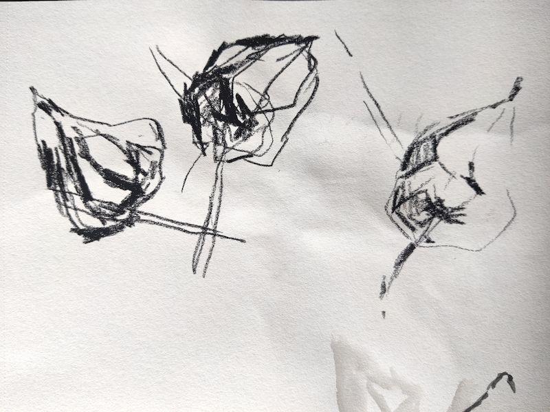 Croquis de trois physalis à la pierre noire