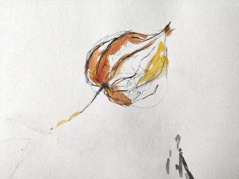 Dessin au feutre fin noir d'une fleur de physalis fermée avec réhauts aquarelle orange et jaune