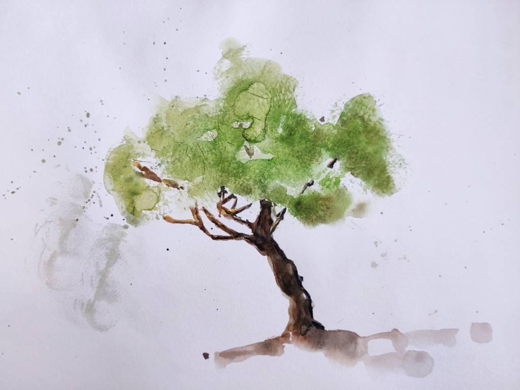 Arbre dont le tronc est très foncé avec un feuillage vert tendre. Des petites tâches.