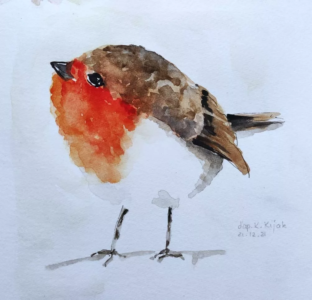 Croquis | rouge-gorge dodu