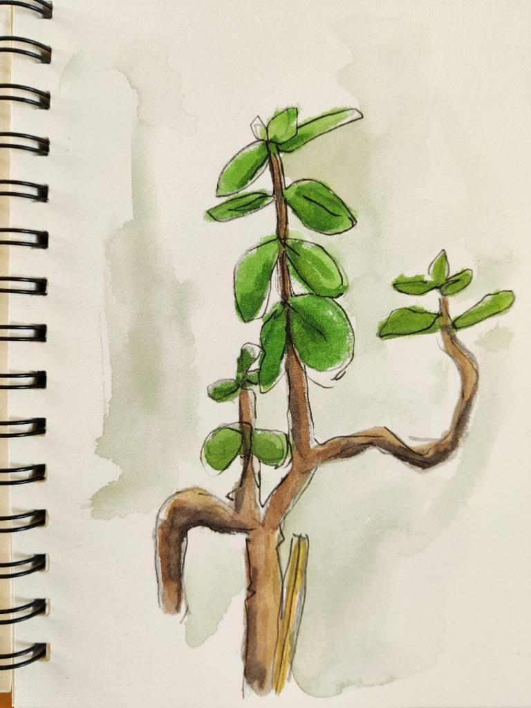 Croquis au feutre et aquarelle d'une plante