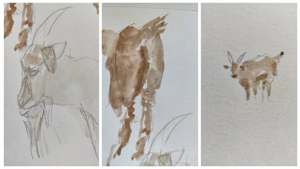 Trois croquis à l'aquarelle et au crayon de biquettes. Une tête de profil, un arrière-train, un corps entier très résumé