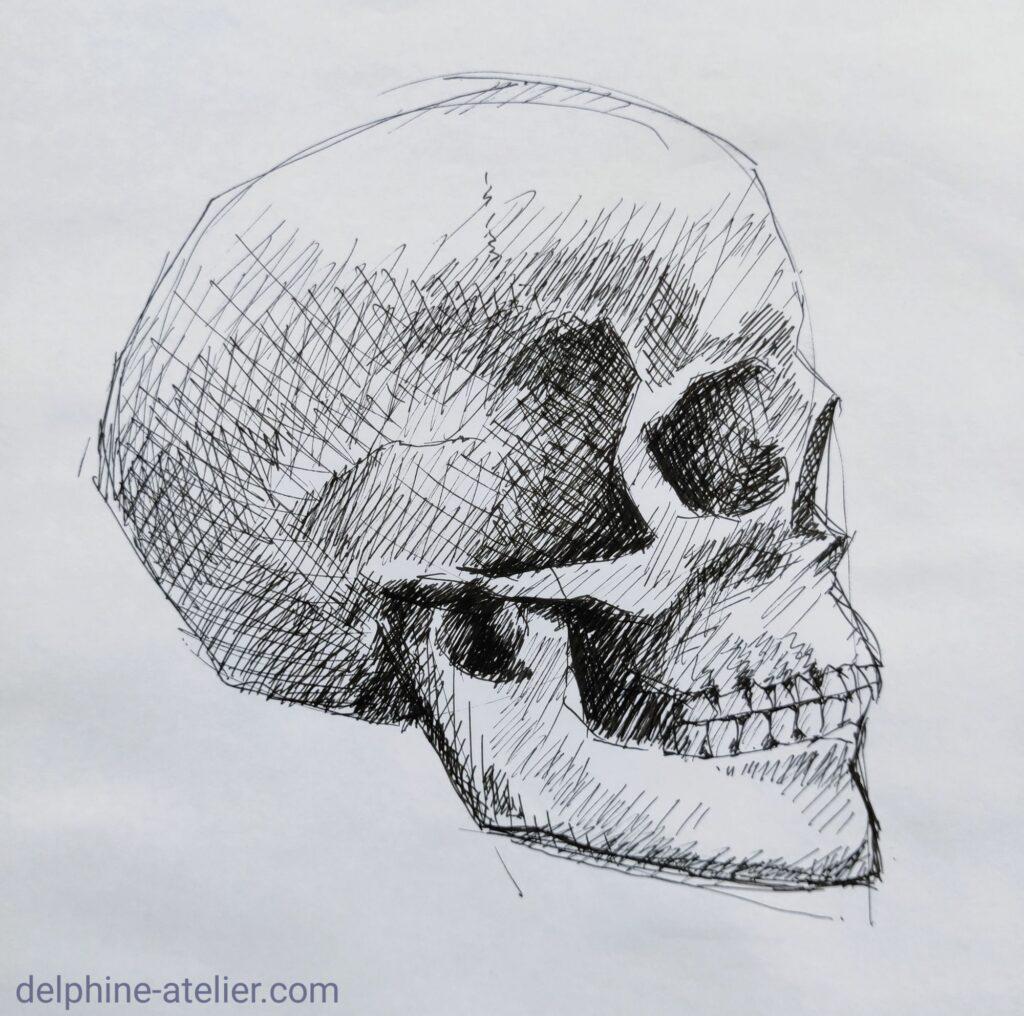 Crâne de profil dessiné au feutre fin noir par hachures - "delphine-atelier.com"