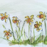Sept jonquille au feutre fin et à l'aquarelle