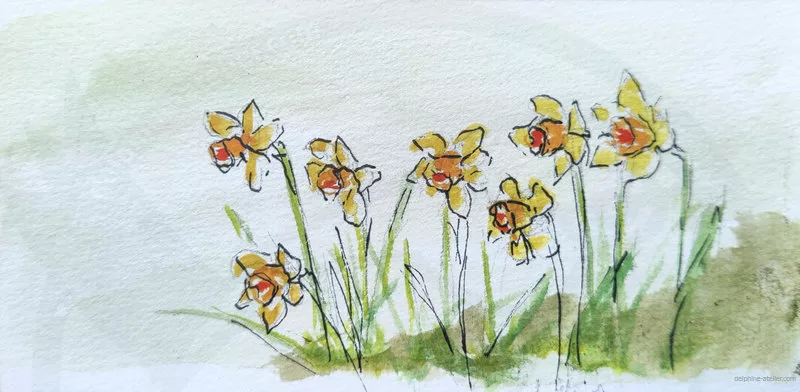 Sept jonquilles au feutre fin et à l'aquarelle