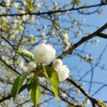 Hanami au parc de Sceaux