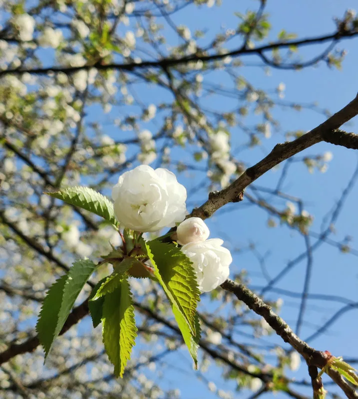 Hanami au parc de Sceaux