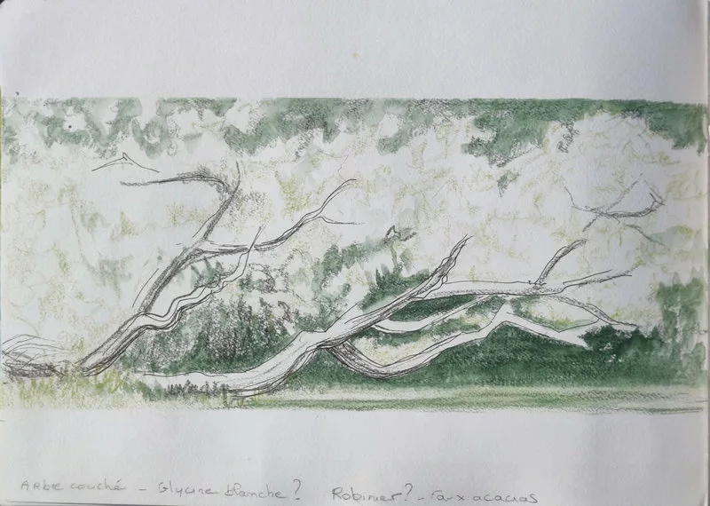 Dessin au crayon et au crayon aquarelle représentant des branches courant sur un sol. Inscription : "Arbre couché - Glycine blanche ? Robinier ? - Faux acacias