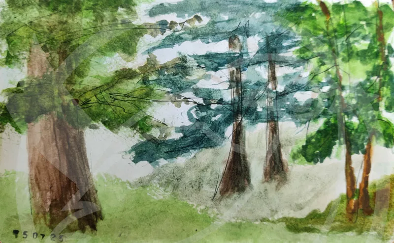 Croquis à l'aquarelle (et quelques traits de feutre fin noir) de cinq arbres de trois essences différentes, chacune sur un plan