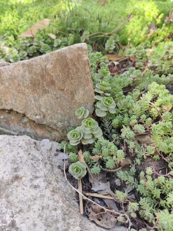 Des pierres et des plantes grasses en gros plan