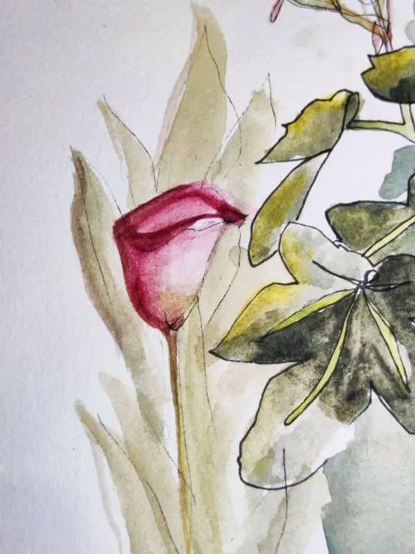 Croquis au feutre et à l'aquarelle d'un arum rose (sur le côté, les feuilles d'un figuier dépassent)