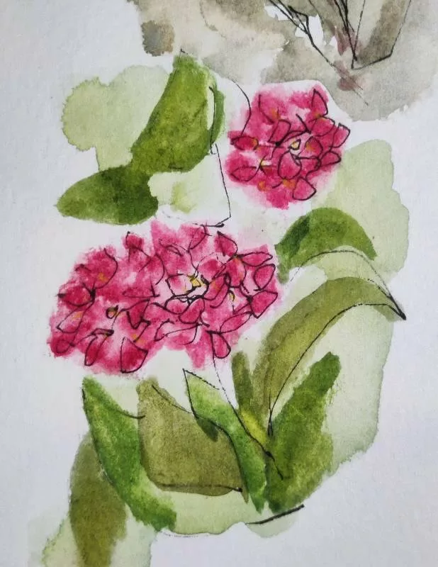Croquis au feutre et à l'aquarelle d'un hortensia rose