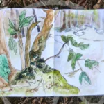 Un bois dessiné au feutre et à l'aquarelle
