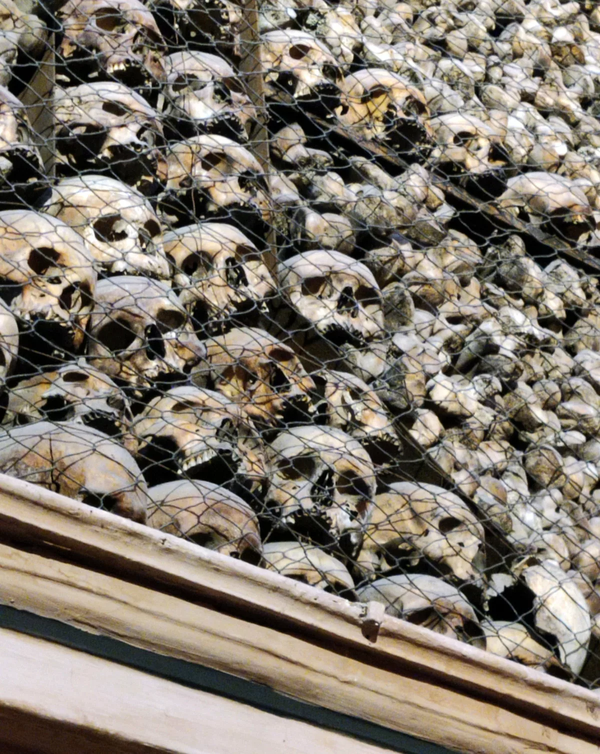 Des crânes maintenus verticalement derrière une grille
