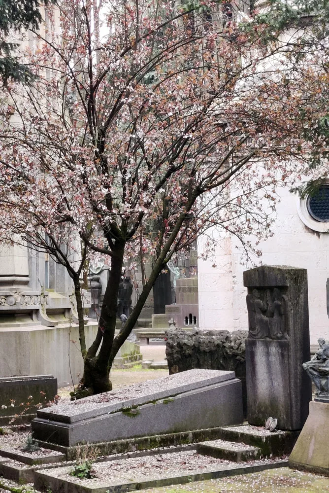 Tombe toute simple avec un arbre en fleurs penché dessus